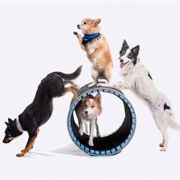 Mutts Gone Nuts Tickets